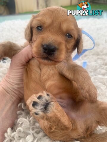 Cutest Ever!! Doxiepoo Puppies - Gorgeous little Fluff Puffs!