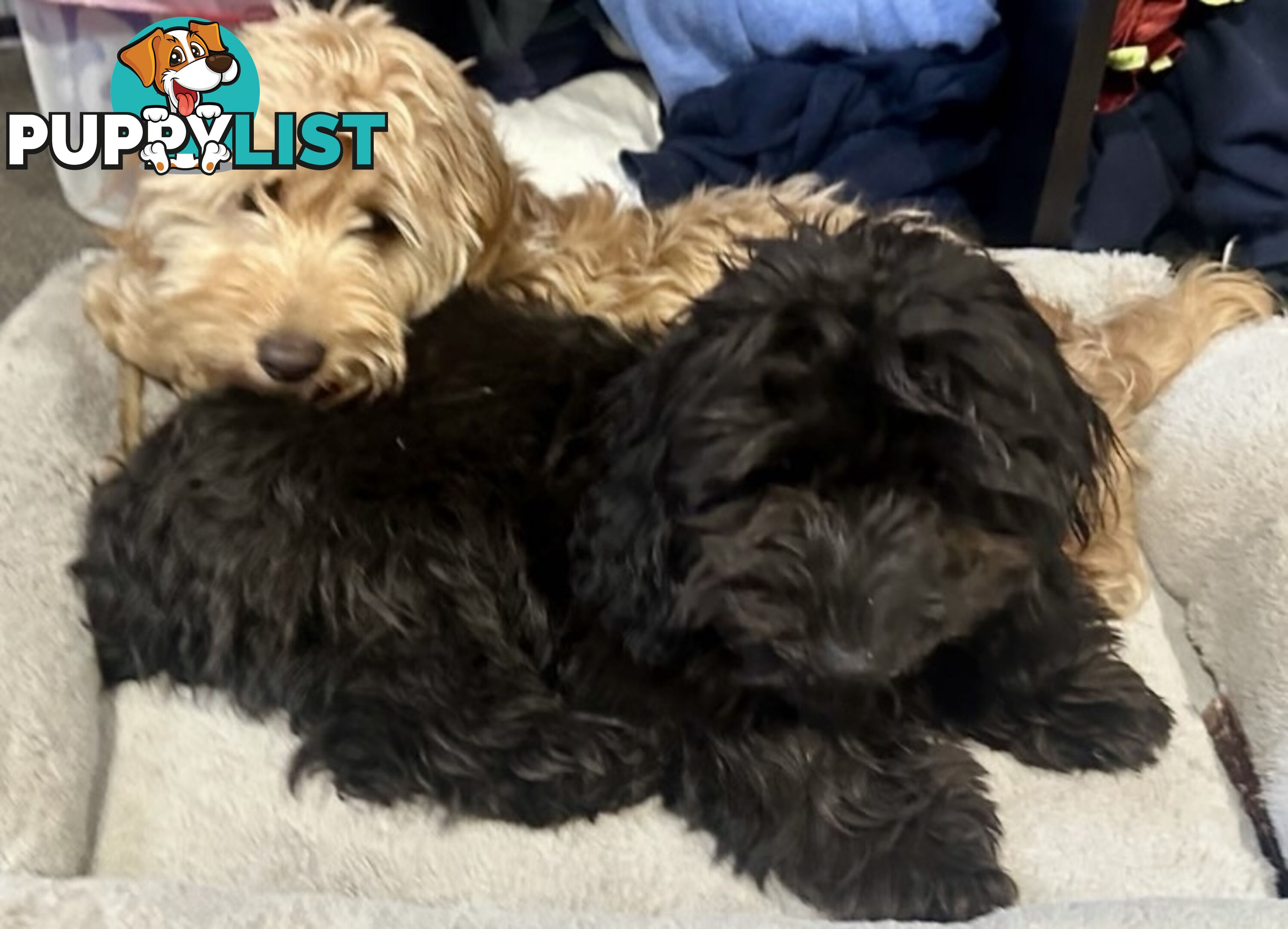 Cutest Ever!! Doxiepoo Puppies - Gorgeous little Fluff Puffs!