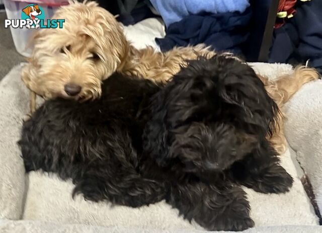 Cutest Ever!! Doxiepoo Puppies - Gorgeous little Fluff Puffs!