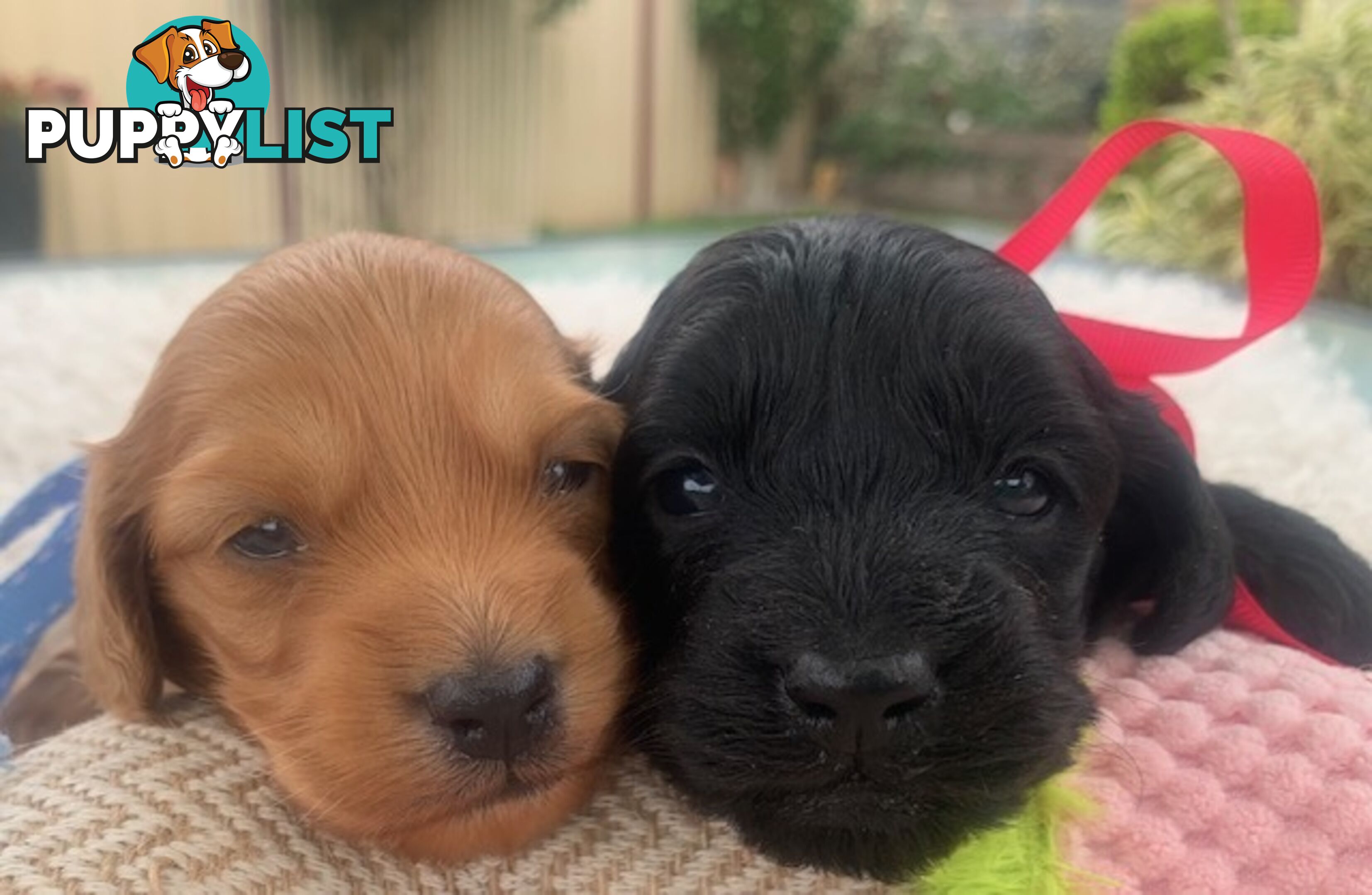 Cutest Ever!! Doxiepoo Puppies - Gorgeous little Fluff Puffs!