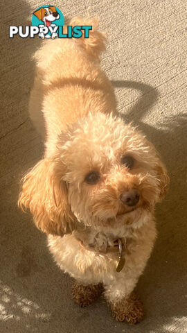Cutest Ever!! Doxiepoo Puppies - Gorgeous little Fluff Puffs!