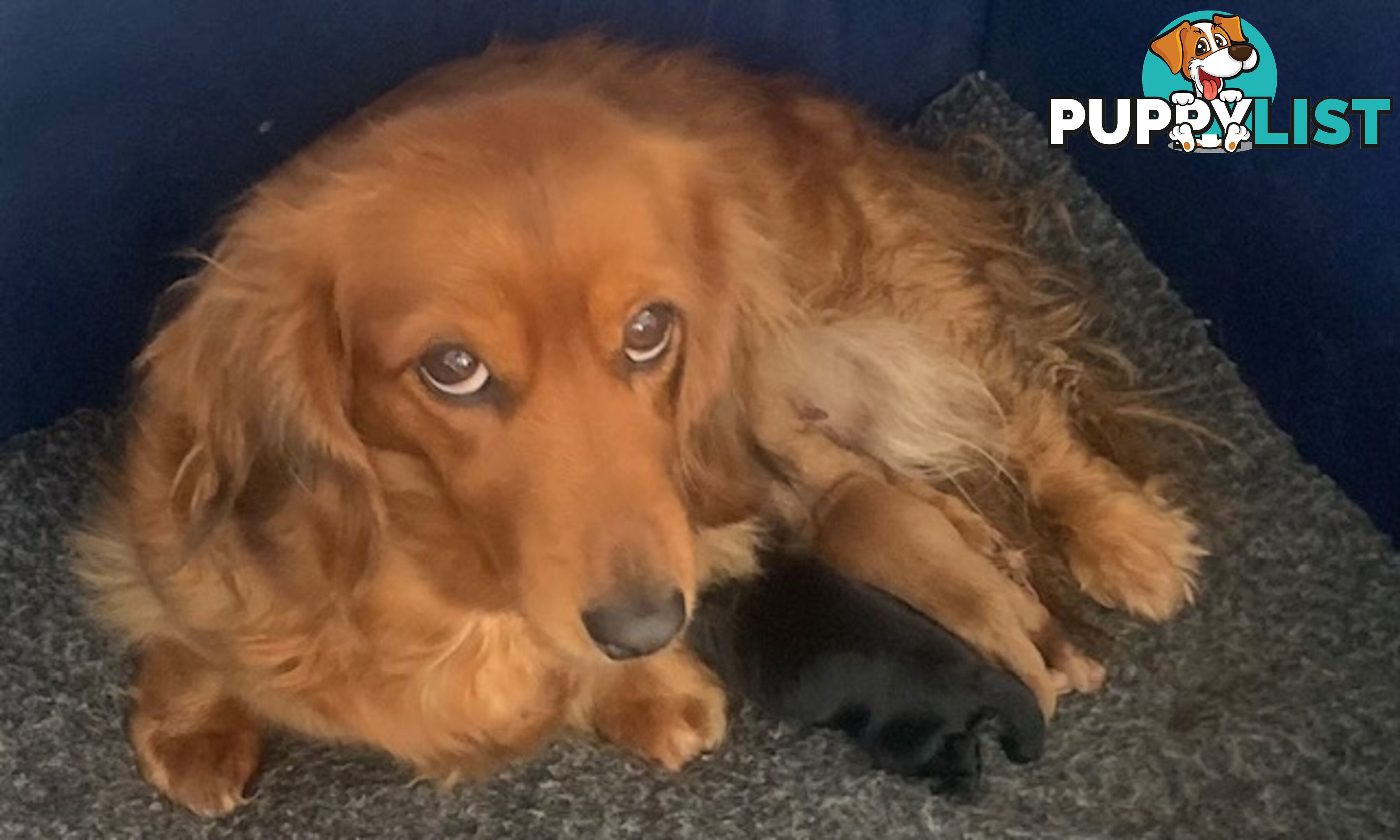 Cutest Ever!! Doxiepoo Puppies - Gorgeous little Fluff Puffs!