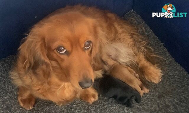 Cutest Ever!! Doxiepoo Puppies - Gorgeous little Fluff Puffs!