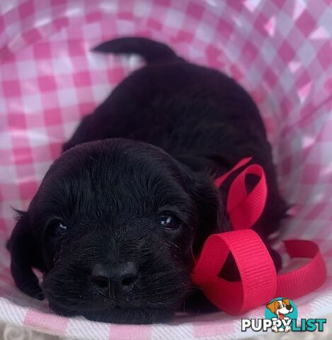 Cutest Ever!! Doxiepoo Puppies - Gorgeous little Fluff Puffs!