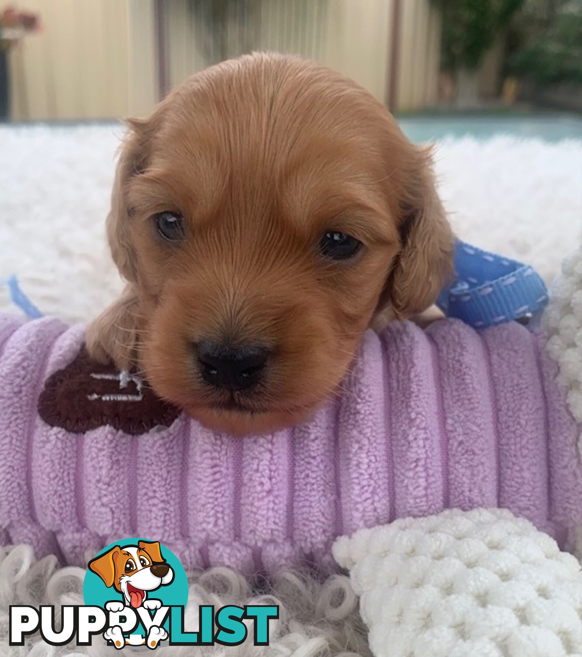 Cutest Ever!! Doxiepoo Puppies - Gorgeous little Fluff Puffs!