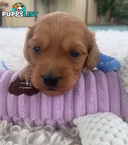 Cutest Ever!! Doxiepoo Puppies - Gorgeous little Fluff Puffs!