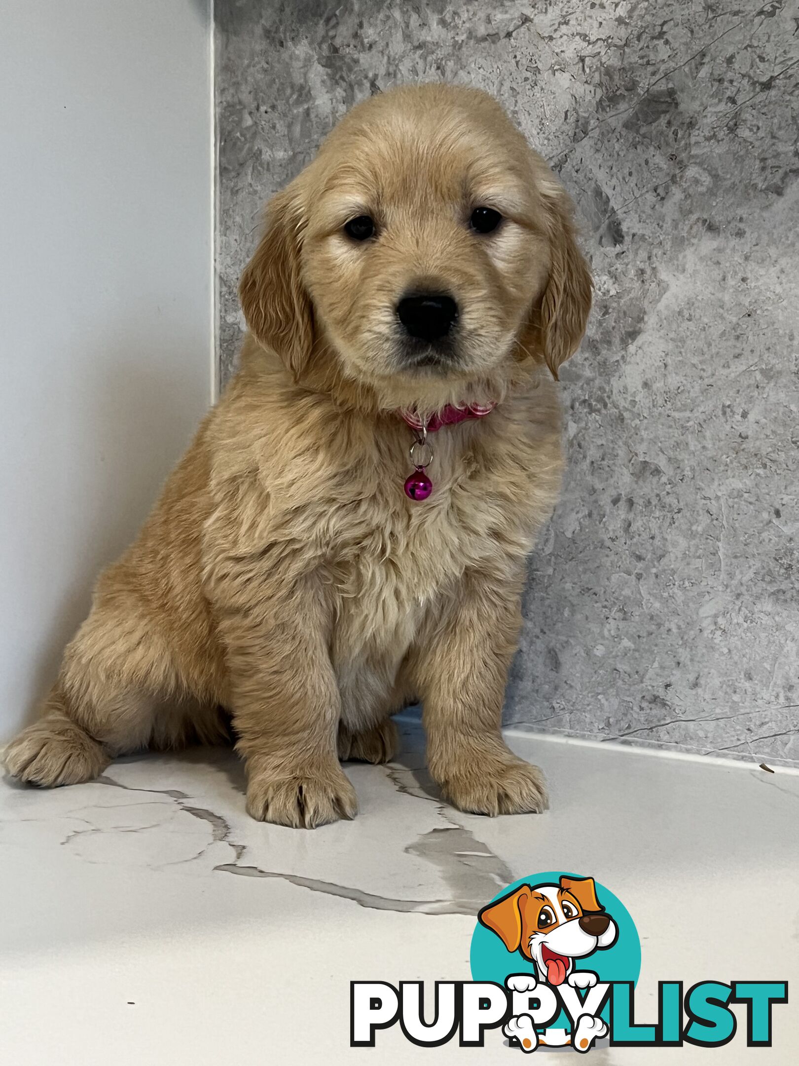 Purebred Golden Retriever puppies looking for forever home