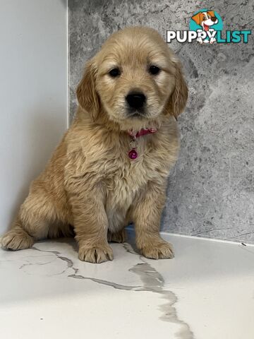 Purebred Golden Retriever puppies looking for forever home