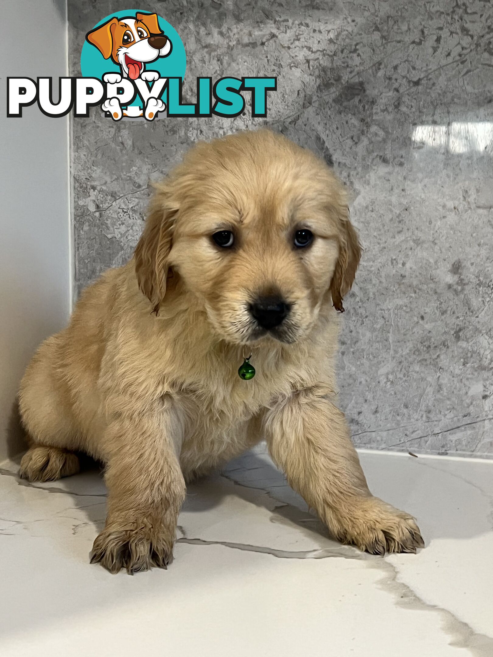 Purebred Golden Retriever puppies looking for forever home