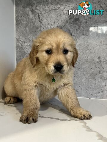 Purebred Golden Retriever puppies looking for forever home