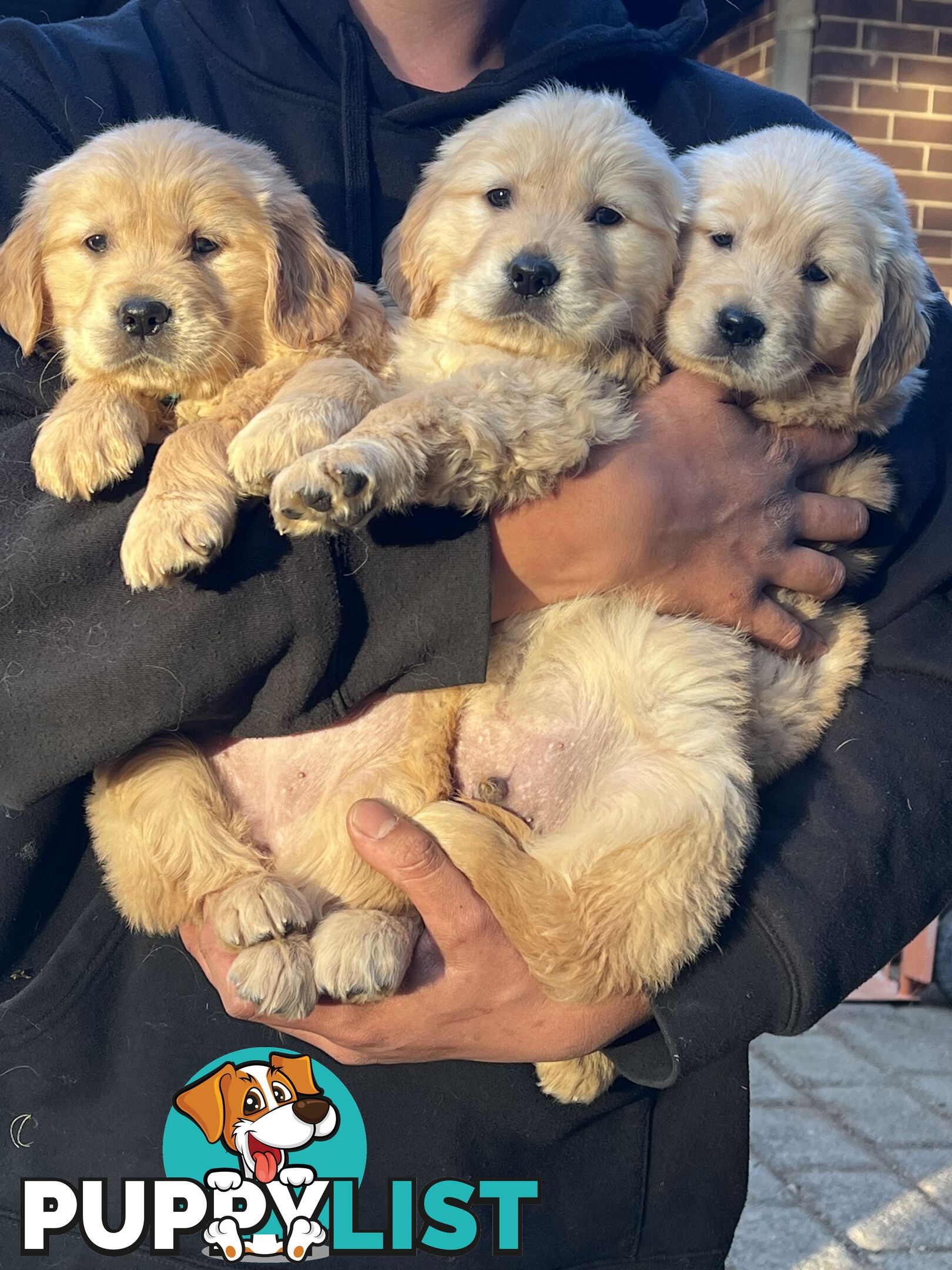 Purebred Golden Retriever puppies looking for forever home