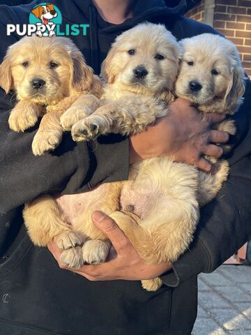 Purebred Golden Retriever puppies looking for forever home