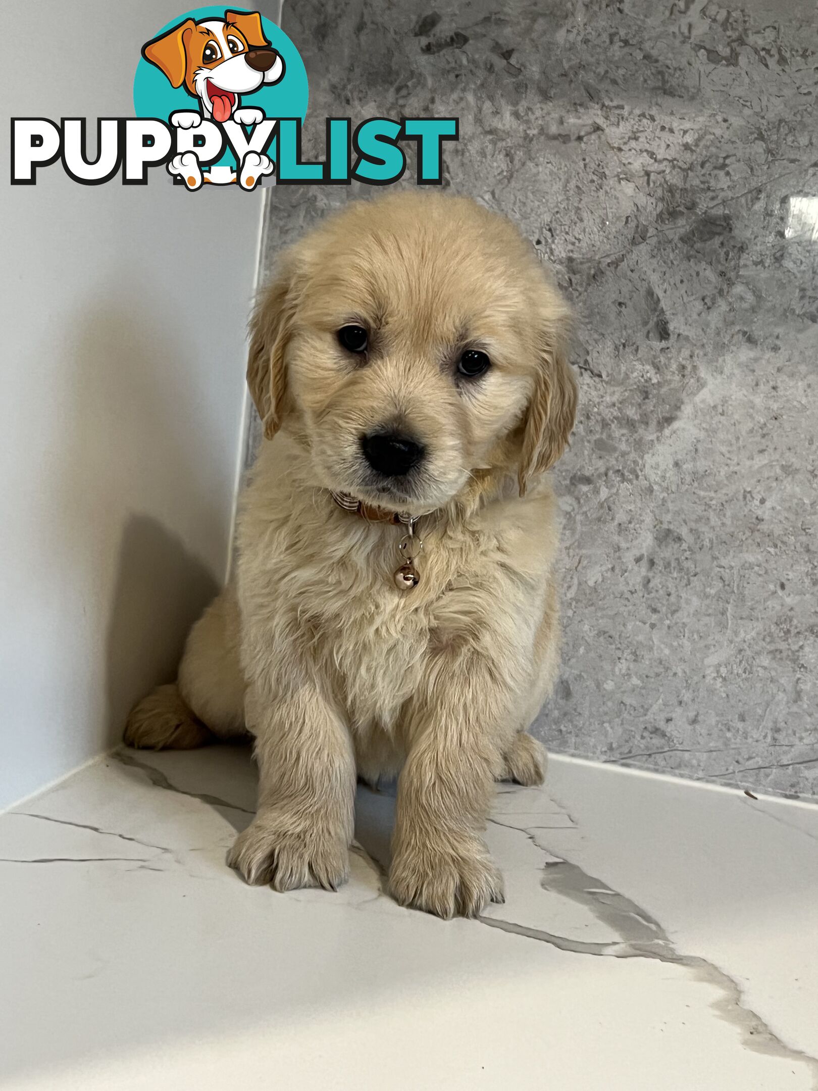 Purebred Golden Retriever puppies looking for forever home