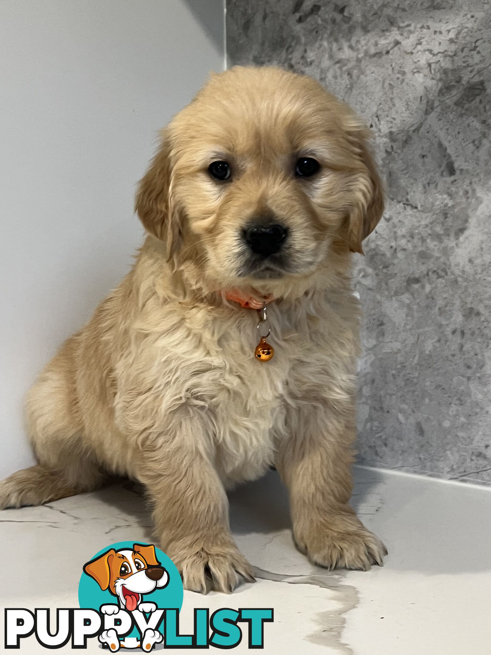 Purebred Golden Retriever puppies looking for forever home