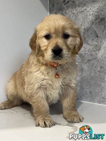 Purebred Golden Retriever puppies looking for forever home