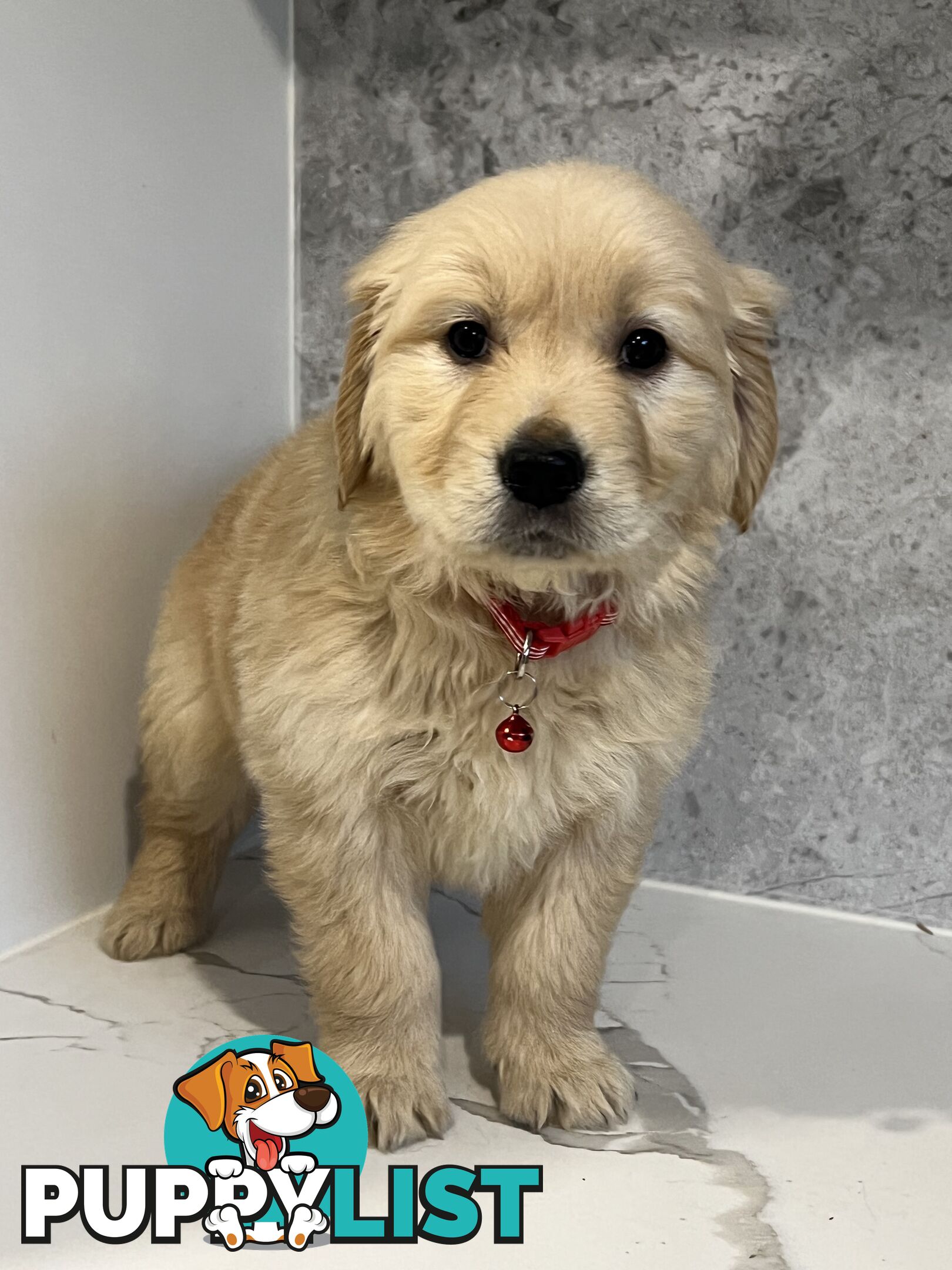 Purebred Golden Retriever puppies looking for forever home