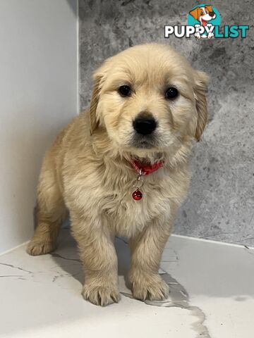 Purebred Golden Retriever puppies looking for forever home