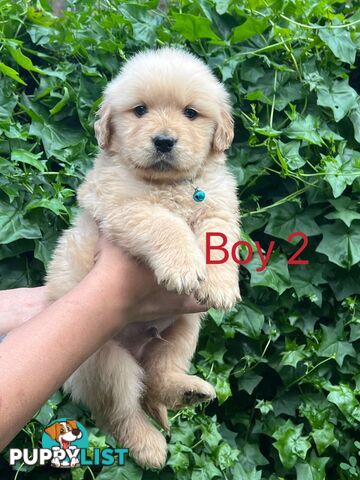 Purebred Golden Retriever puppies looking for forever home