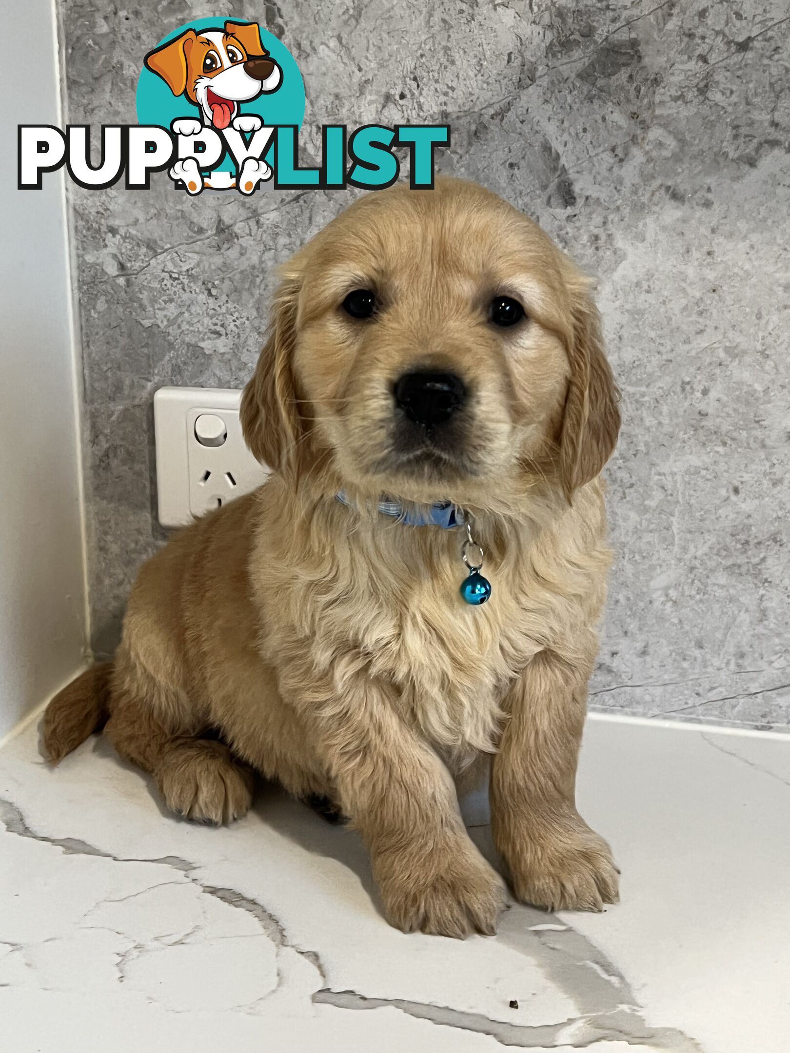 Purebred Golden Retriever puppies looking for forever home