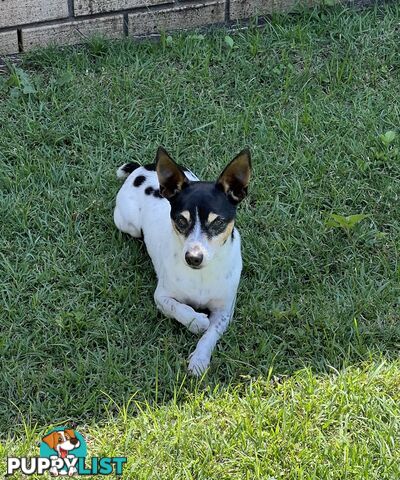 Re Homing Male Mini Foxy