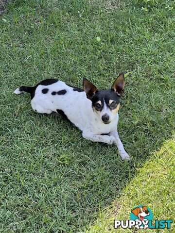 Re homing Male Mini Foxy 7 years old.