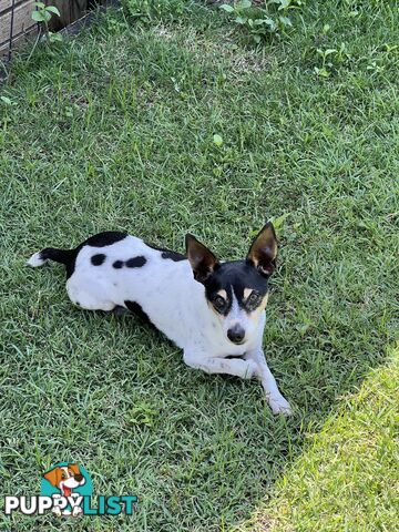 Re homing Male Mini Foxy 7 years old.