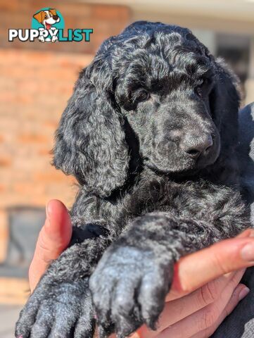 ANKC Pedigree Standard Poodle Puppies