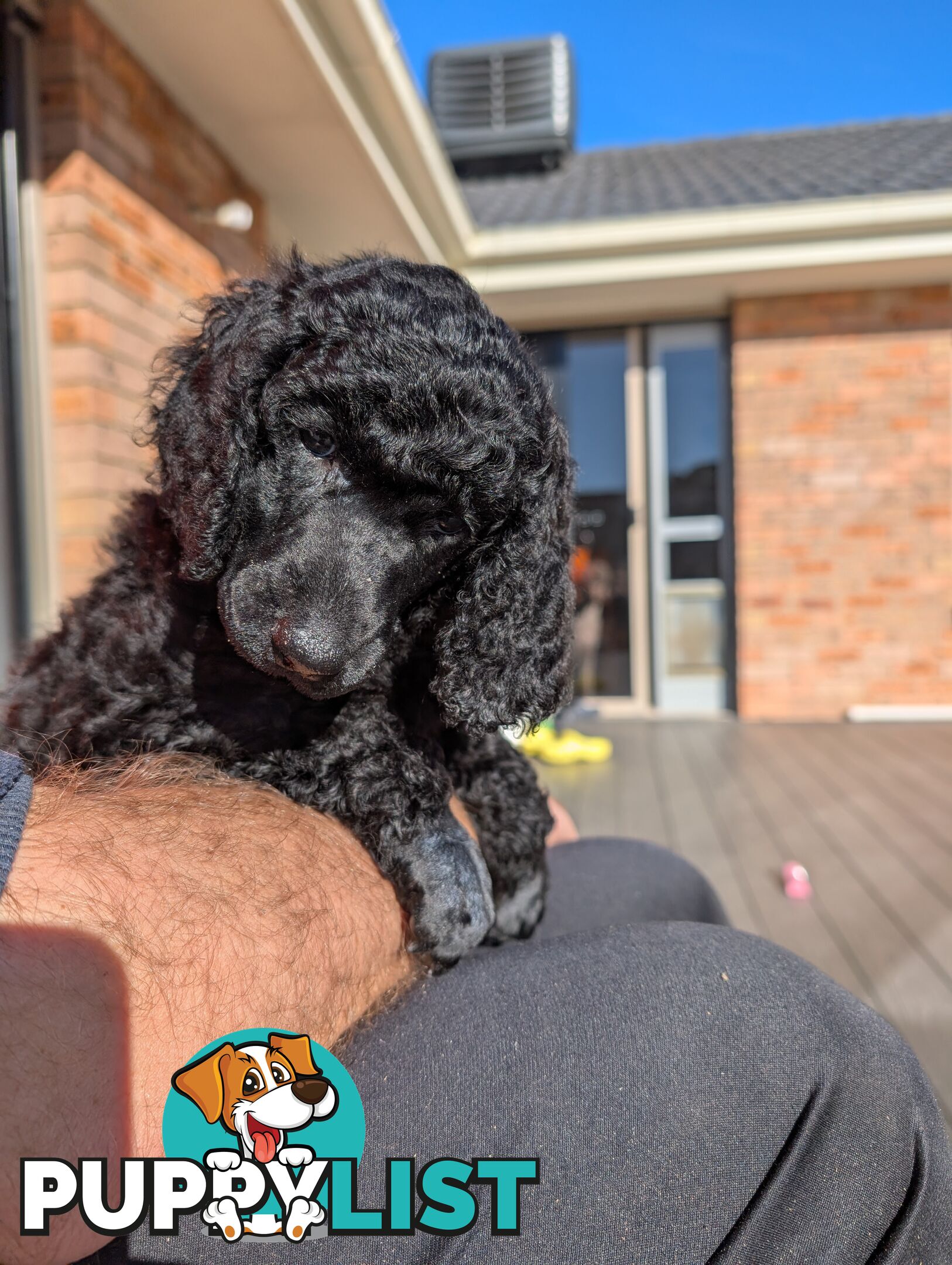 ANKC Pedigree Standard Poodle Puppies