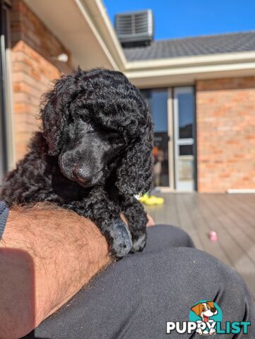ANKC Pedigree Standard Poodle Puppies