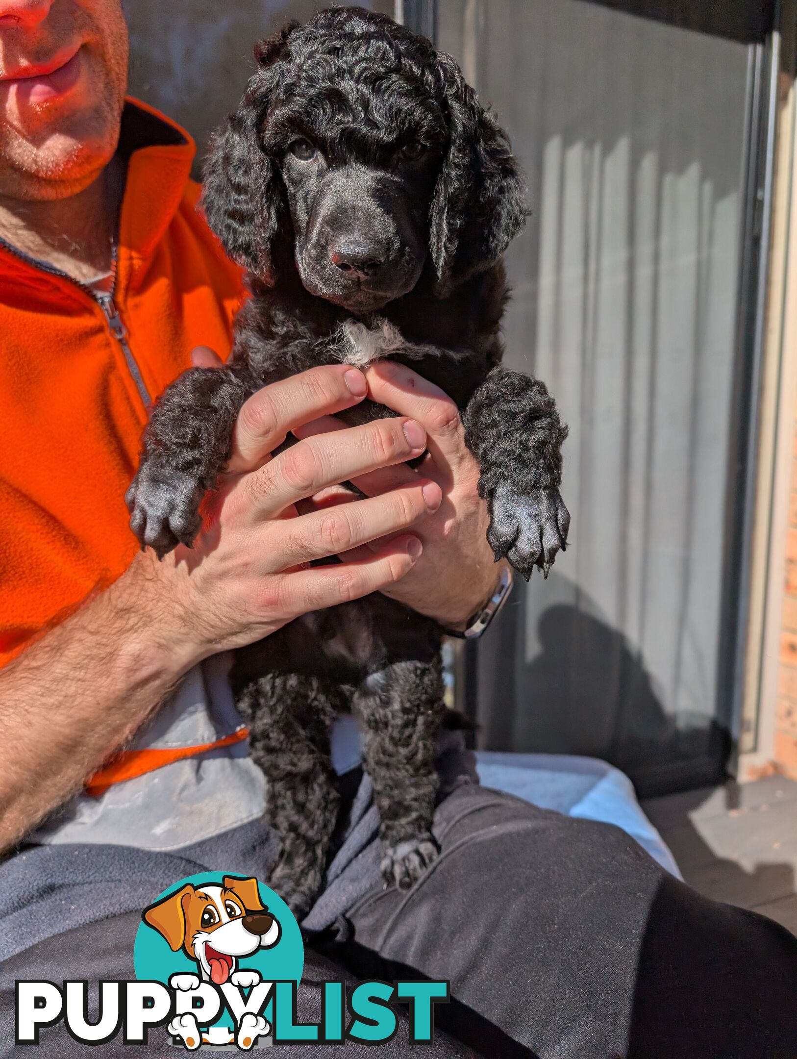 ANKC Pedigree Standard Poodle Puppies