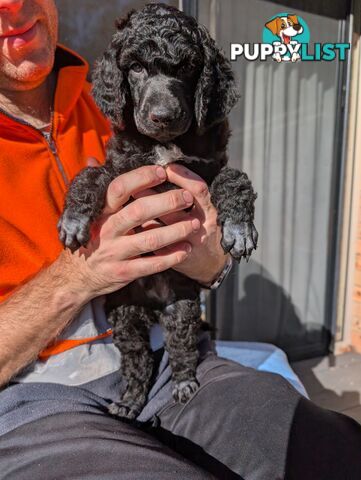 ANKC Pedigree Standard Poodle Puppies