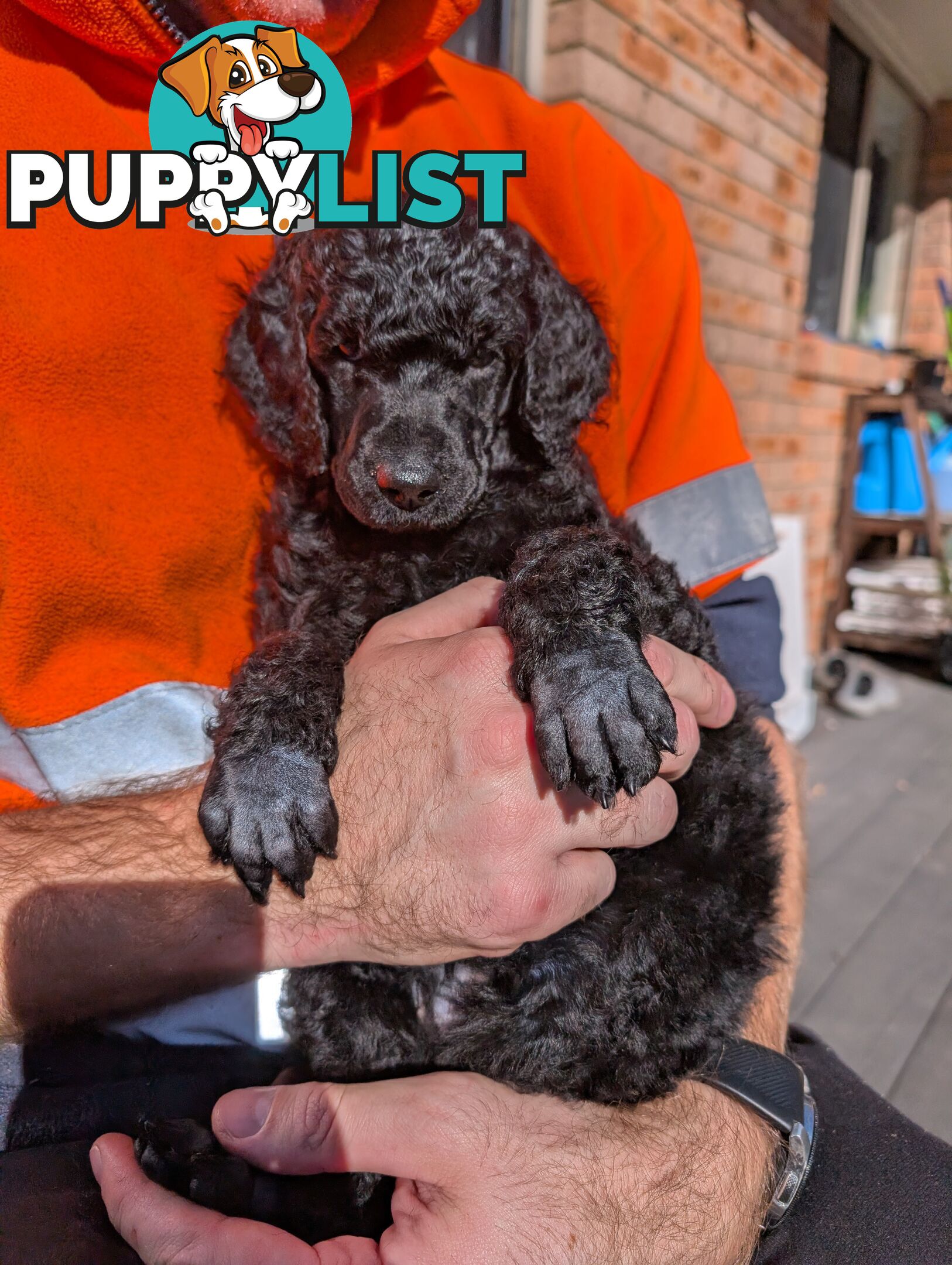 ANKC Pedigree Standard Poodle Puppies