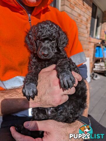 ANKC Pedigree Standard Poodle Puppies