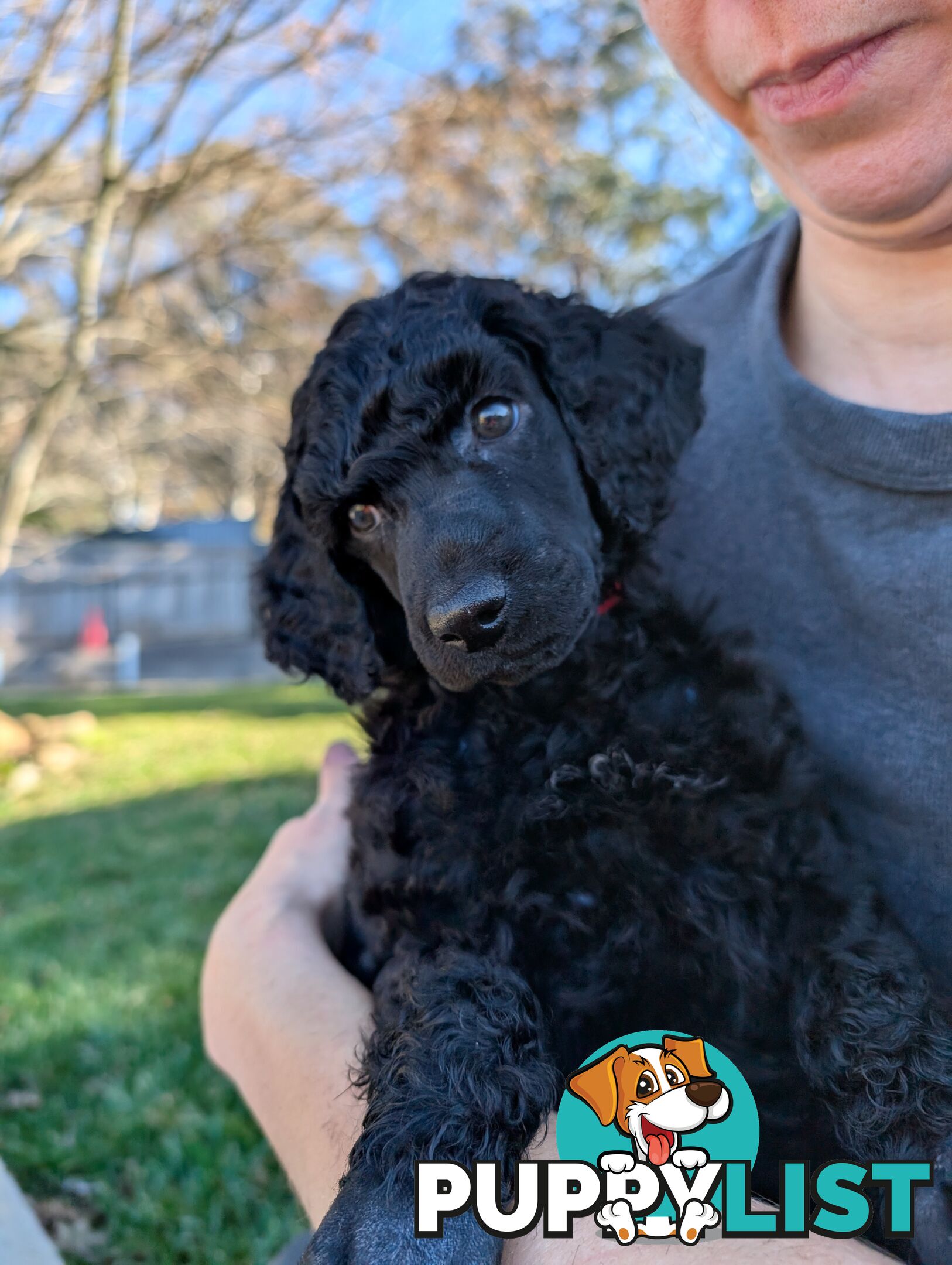 ANKC Pedigree Standard Poodle Puppies