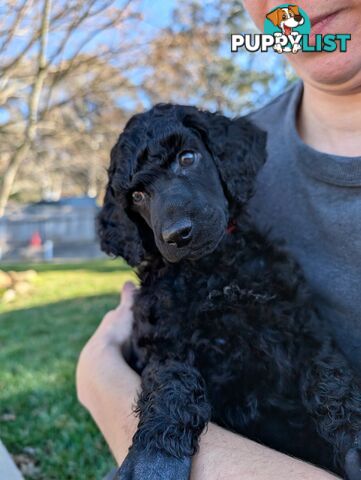 ANKC Pedigree Standard Poodle Puppies