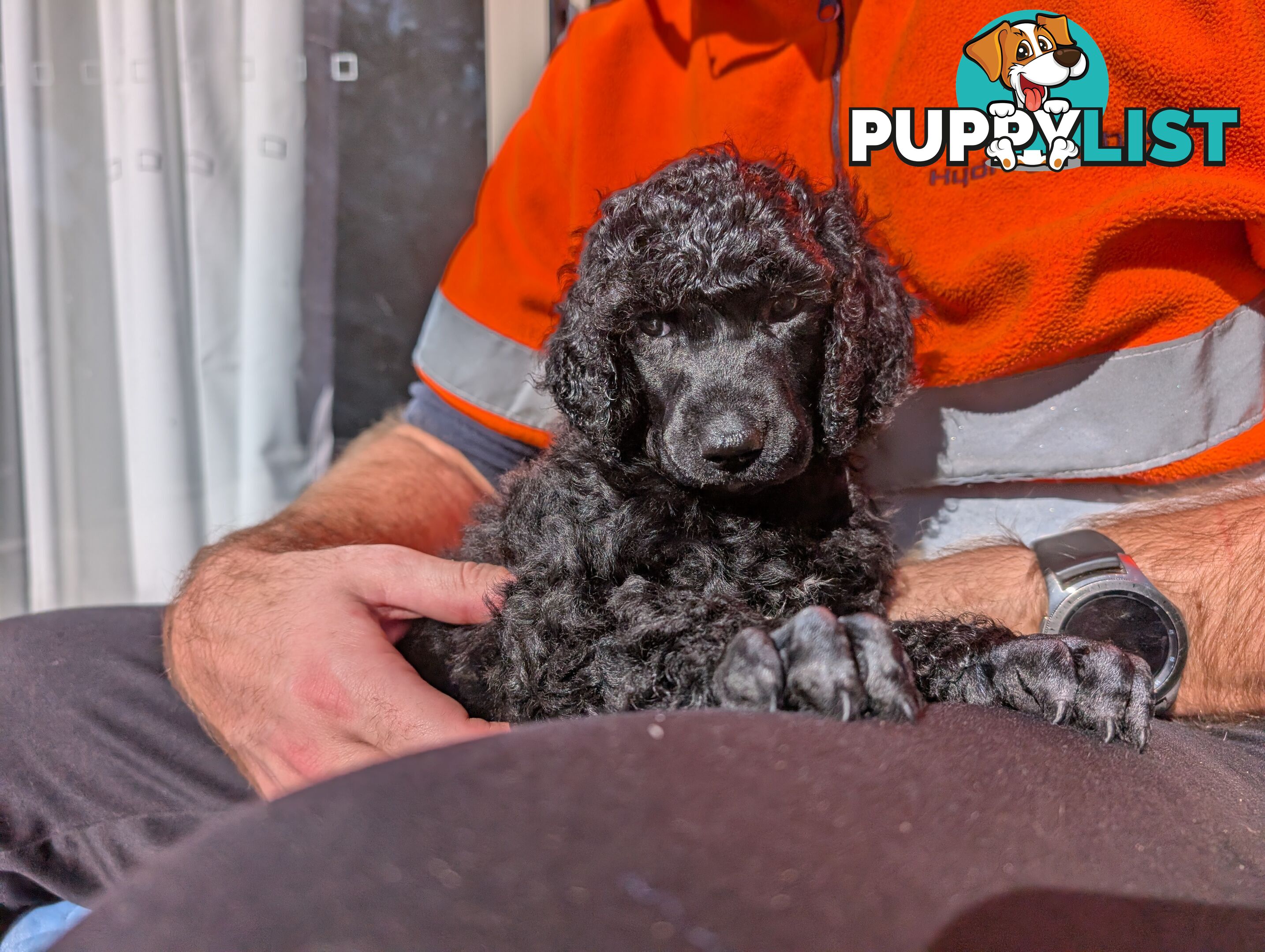 ANKC Pedigree Standard Poodle Puppies