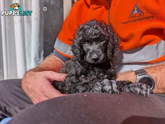 ANKC Pedigree Standard Poodle Puppies