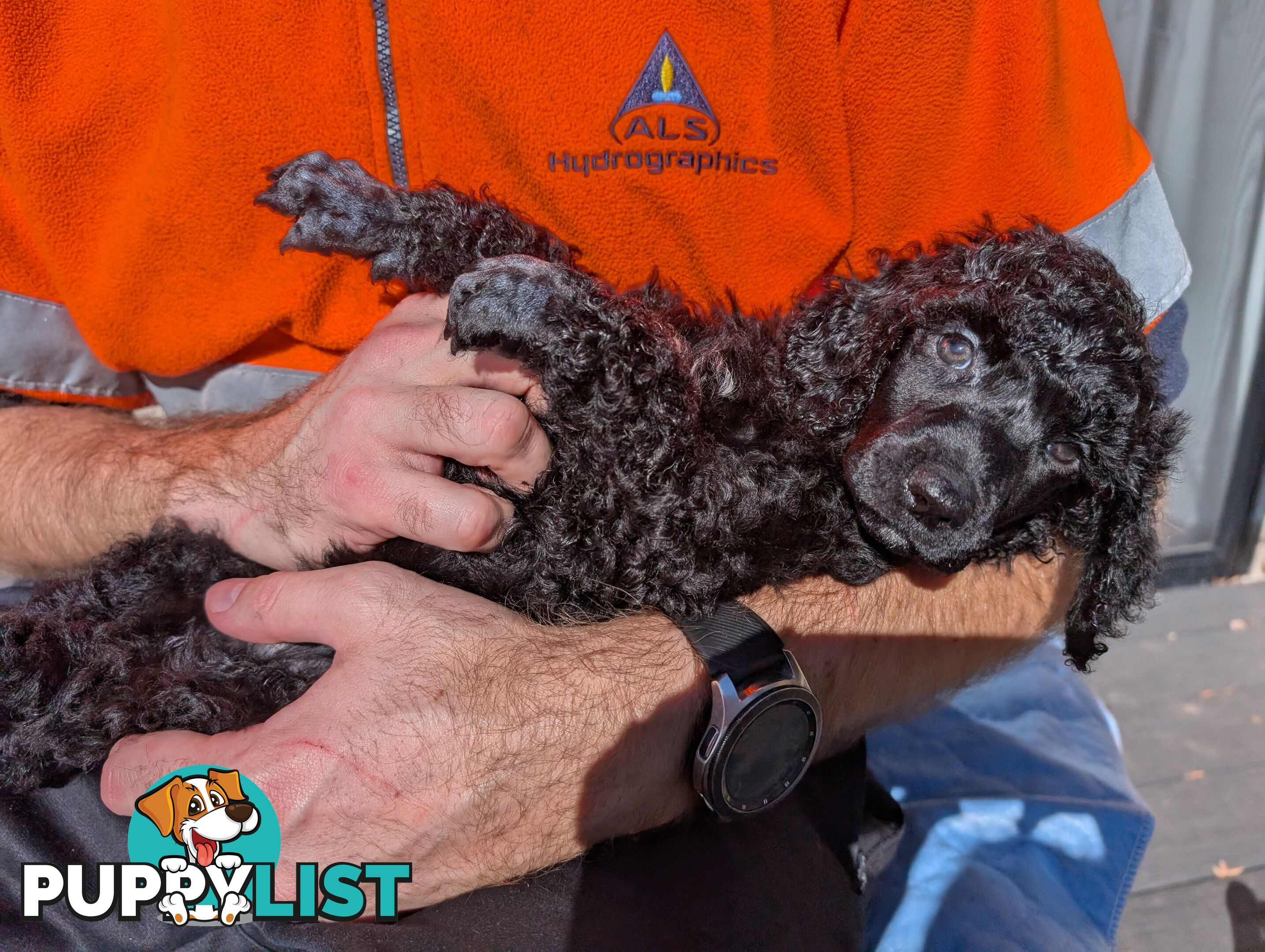 ANKC Pedigree Standard Poodle Puppies