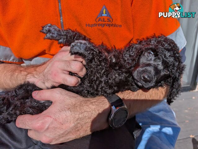 ANKC Pedigree Standard Poodle Puppies