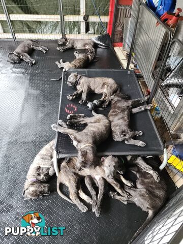 Irish Wolfhound Puppies