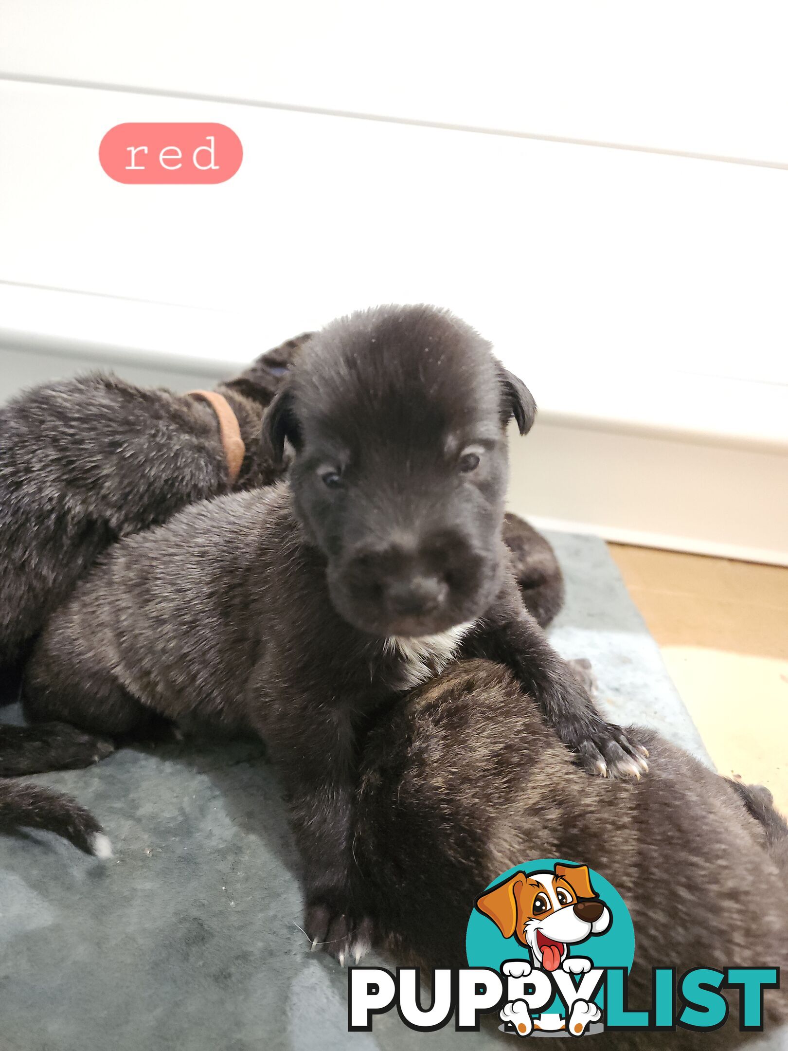 Irish Wolfhound Puppies