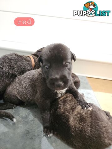 Irish Wolfhound Puppies