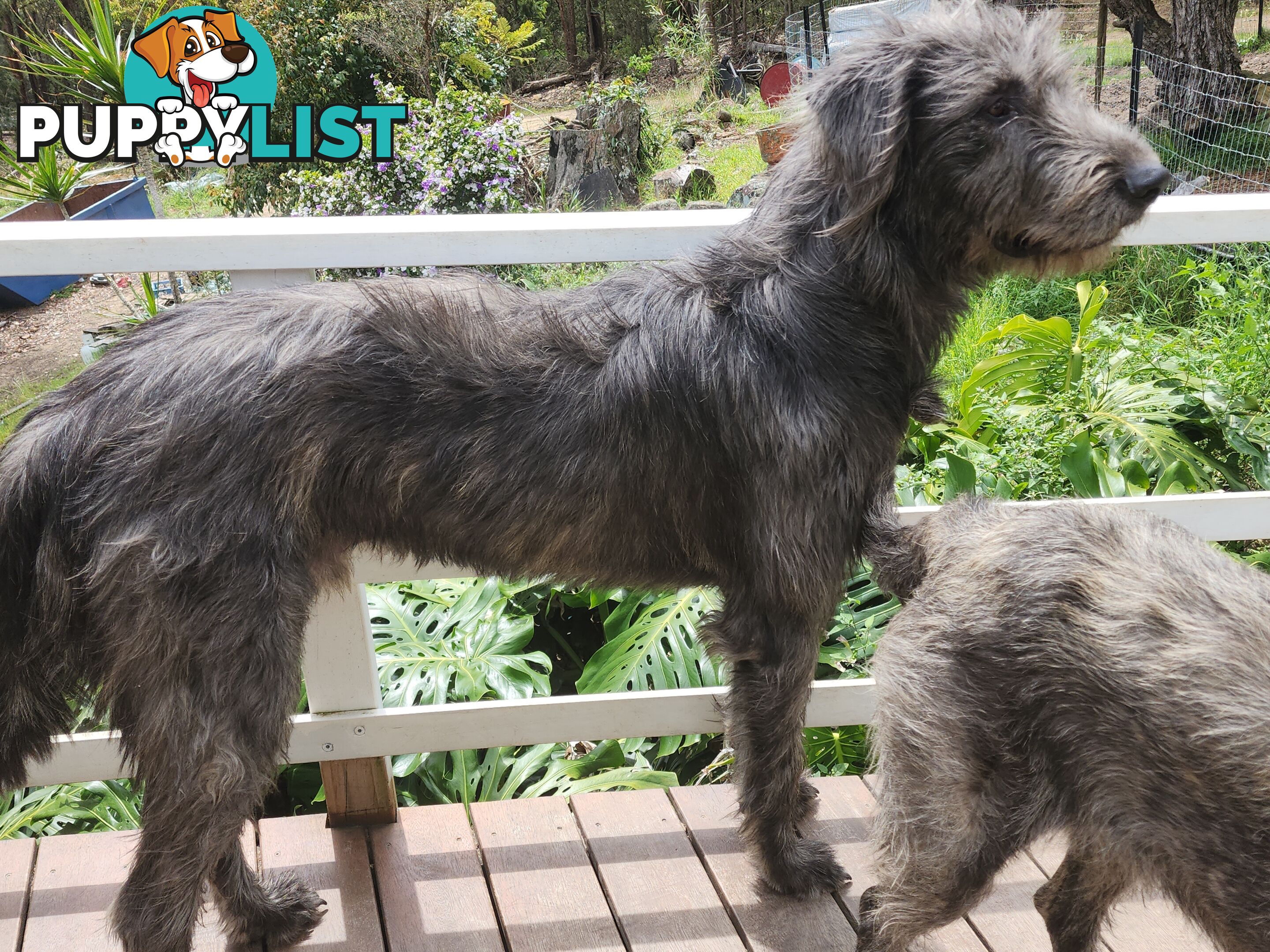 Irish Wolfhound Puppies