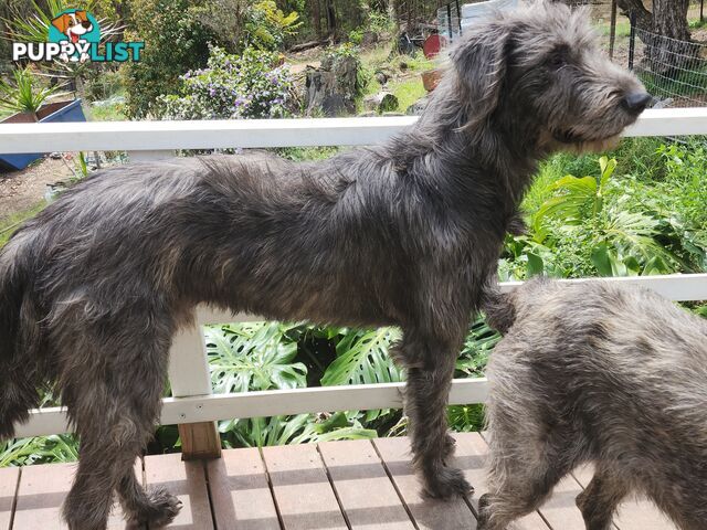 Irish Wolfhound Puppies