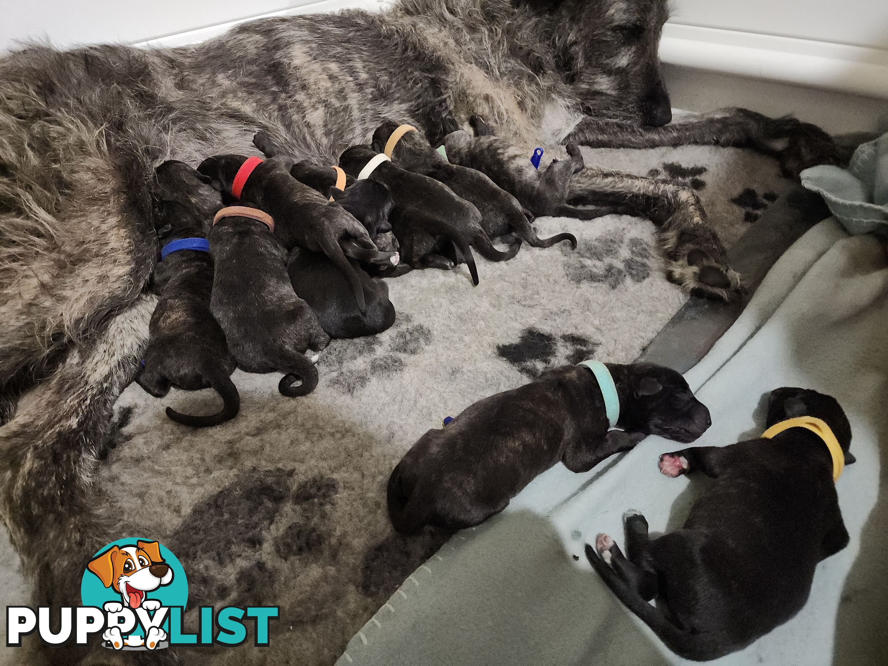 Irish Wolfhound Puppies