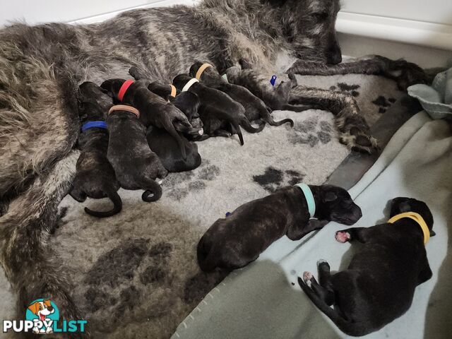 Irish Wolfhound Puppies