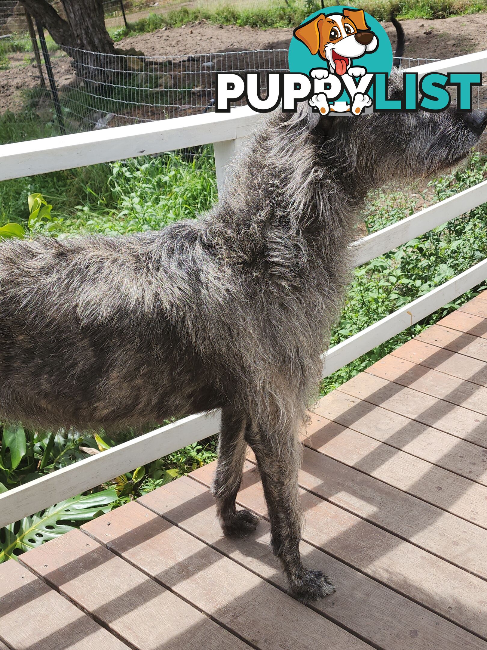 Irish Wolfhound Puppies