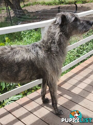 Irish Wolfhound Puppies