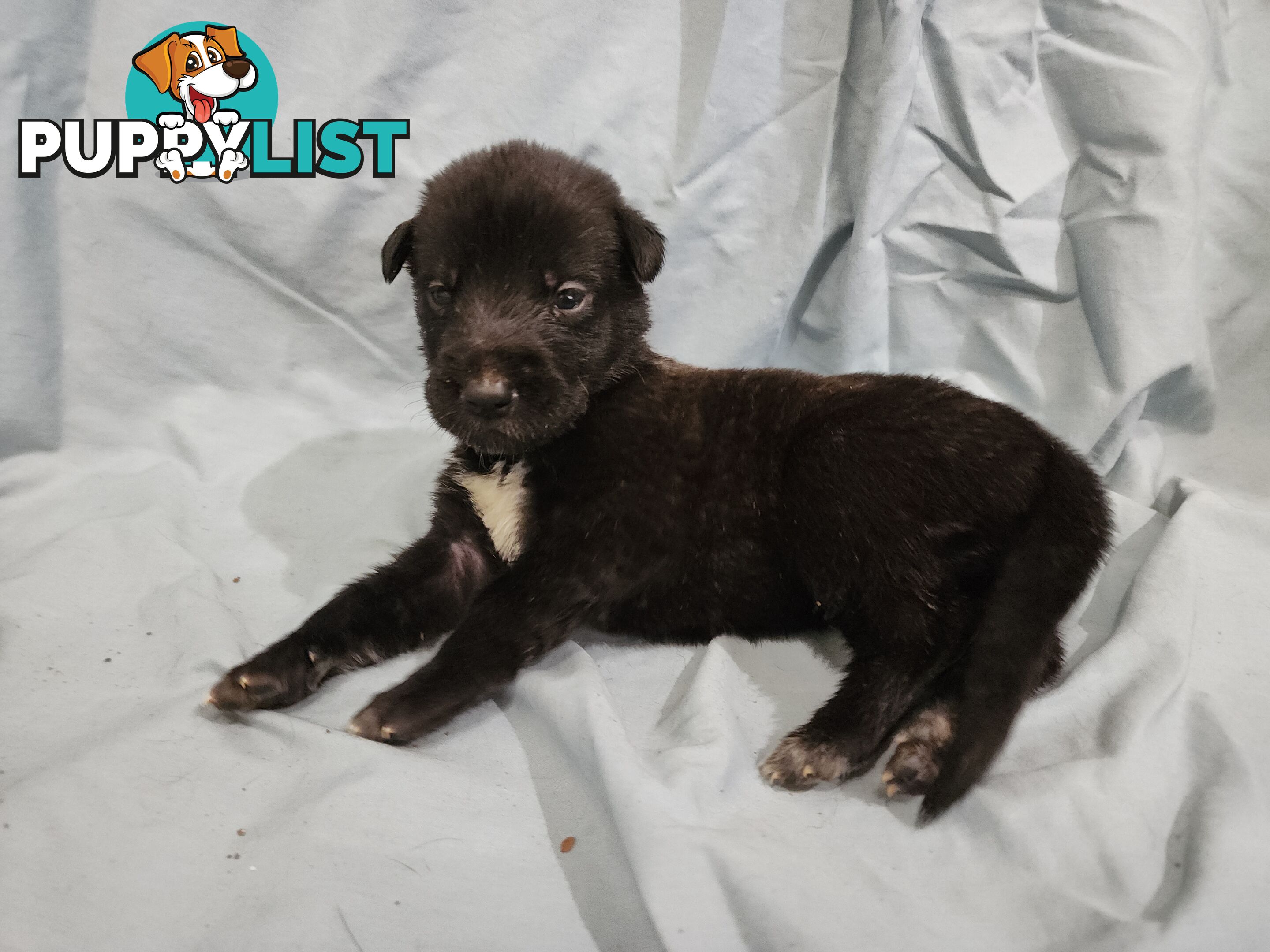 Irish Wolfhound Puppies