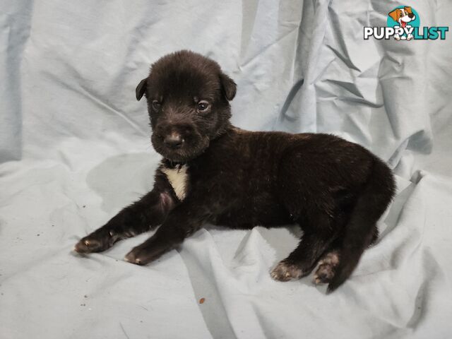 Irish Wolfhound Puppies